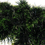 https://velizo.pl/termekkategoria/szepsegapolas-egeszseg/