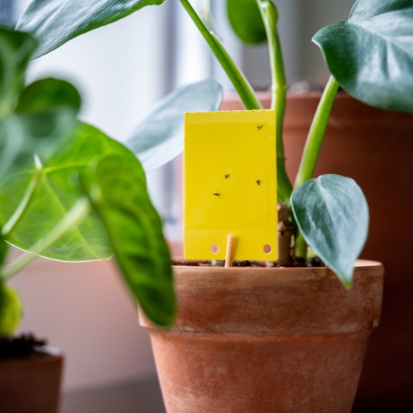 https://velizo.pl/termekkategoria/szepsegapolas-egeszseg/