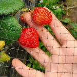 https://velizo.pl/termekkategoria/szepsegapolas-egeszseg/